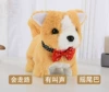Tie Shiba Inu
