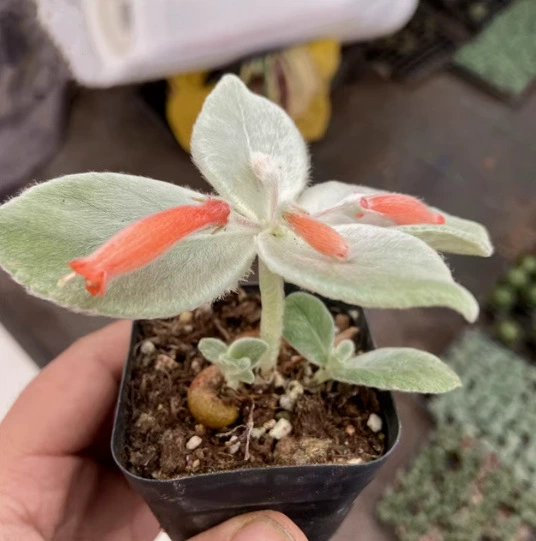 Queen of Cliff 2-4 см шарики Cliff Root Succulent Plants Real Shot Base Прямые продажи