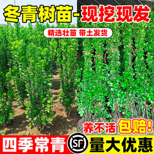 �������編���������S��ֱ���h�ʠ�ͥԺ����ֲ���ļ������ͺ��G�h