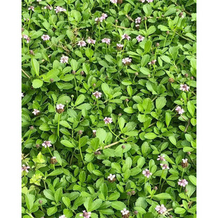 方盘姬岩垂草 园晶草 成都绿化苗木花境植物 地被植物绿植背景墙-阿里巴巴