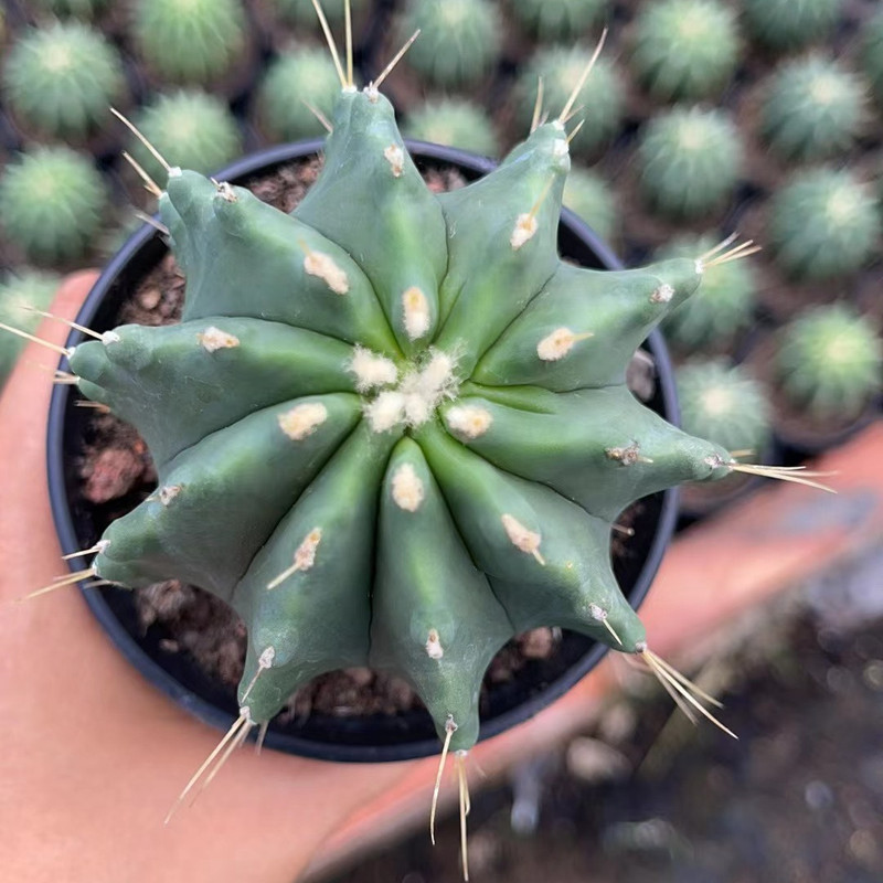 大仙人球コレクション、鉢植えの開花仙人掌、多肉植物、星兜瑞昌玉、玉龍鳳玉、玉翁|undefined