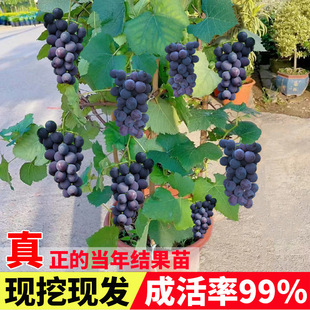 �޷������mꖹ�õ���{��ʯ���ј���o���Ϸ������Nֲ����ͥԺ����