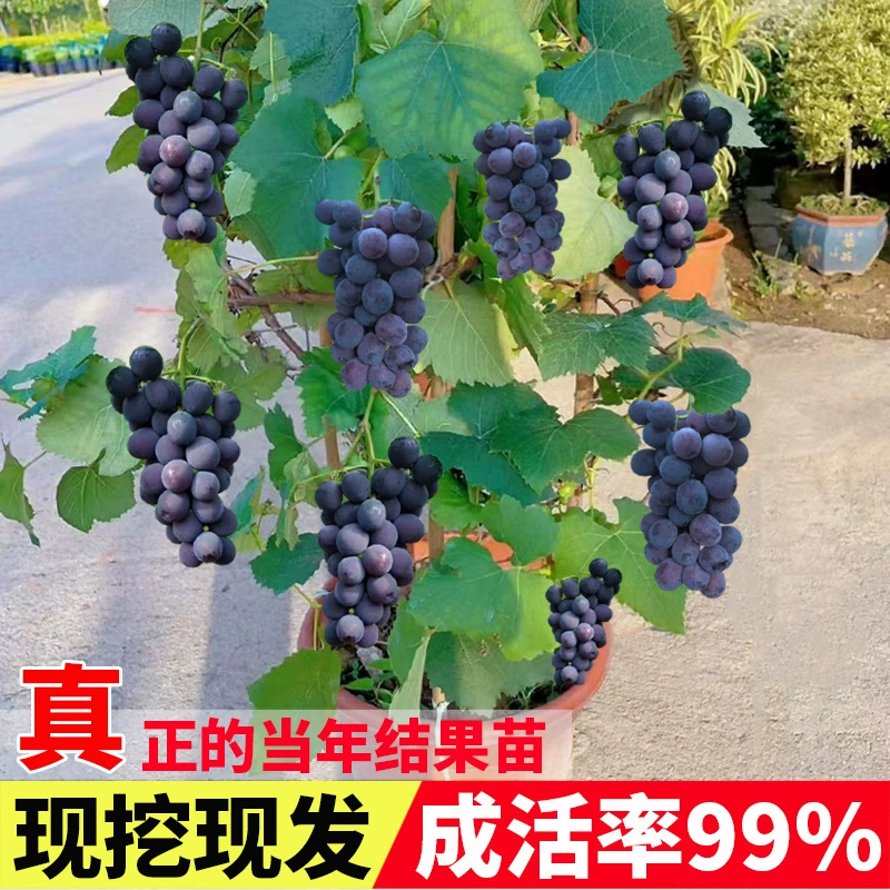 Саженцы винограда Кёхо Солнечная роза Сапфир Саженцы винограда без косточек для южного и северного посадки в горшках для вьющихся виноградных лоз во дворе