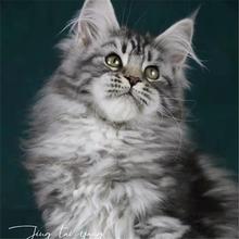 缅因幼猫活体蓝白拿破仑矮脚猫德文猫幼猫美短起司矮脚猫布偶幼猫
