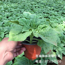 向日葵苗價格 向日葵苗價格批發 促銷價格 產地貨源 阿里巴巴