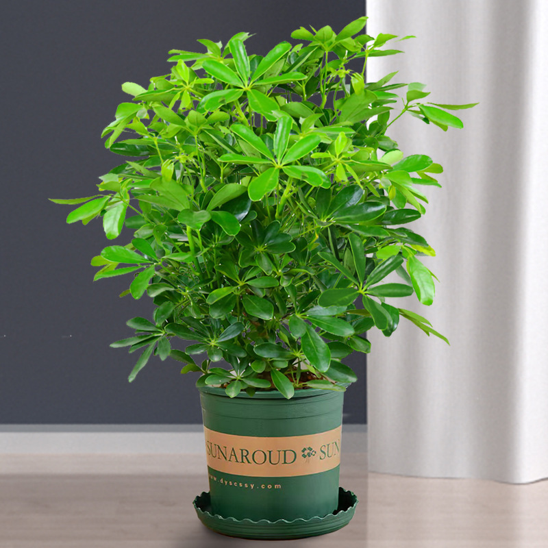 행운나무 높이 약 45cm + 갤런 화분 + 영양액