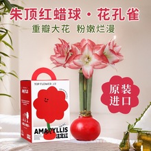 朱顶红蜡球进口重瓣种球花孔雀特大对版真品高端石腊荷兰秘鲁礼盒