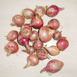 蒜;洋葱;其他滋补