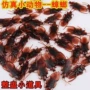 仿真整蛊整人恶作剧蟑螂