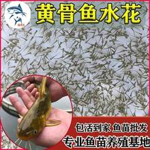 �S���~��ˮ���S�����~���S��~���Z�~���|�~���β�~���Bֳʳ��