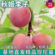 一件代发 秋姬李子苗树南北方地栽庭院种植特大果盆栽嫁接甜李树