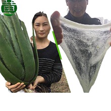 �����������J�C����ֲ������Ժ���w���ÿ�ʳ�����r�aˮ��Ę���~Ƭ