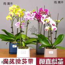 �羳�����m���Ԏ����������������m������͏d�҃�ֲ�ﻨ���Ĵ��l