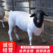 黑頭杜波羊行情黑頭杜波羊小羊苗改良杜波羊養殖幼崽杜波羊出場價