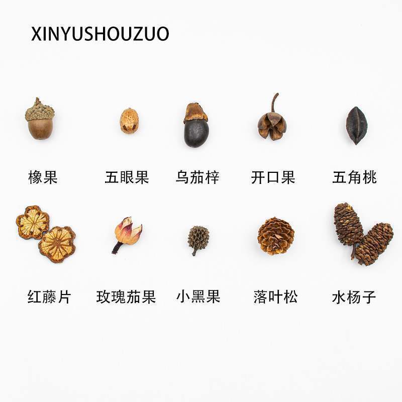 ドライフルーツ 松ぼっくりの種子標本 植物の実 手作りドライフラワー素材 猫の豊かな環境 幼稚園 自然|undefined
