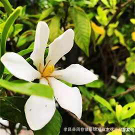 鲜支 栀子越桃 支子花 玉荷花 白蟾花 碗栀苗黄栀子木丹批发价格