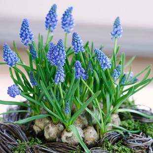 Base Wholesale Grape Hyacinth Bulbs Blooming All Year Round Hydroponic Plants Perennial Roots Potted Narcissus Lily