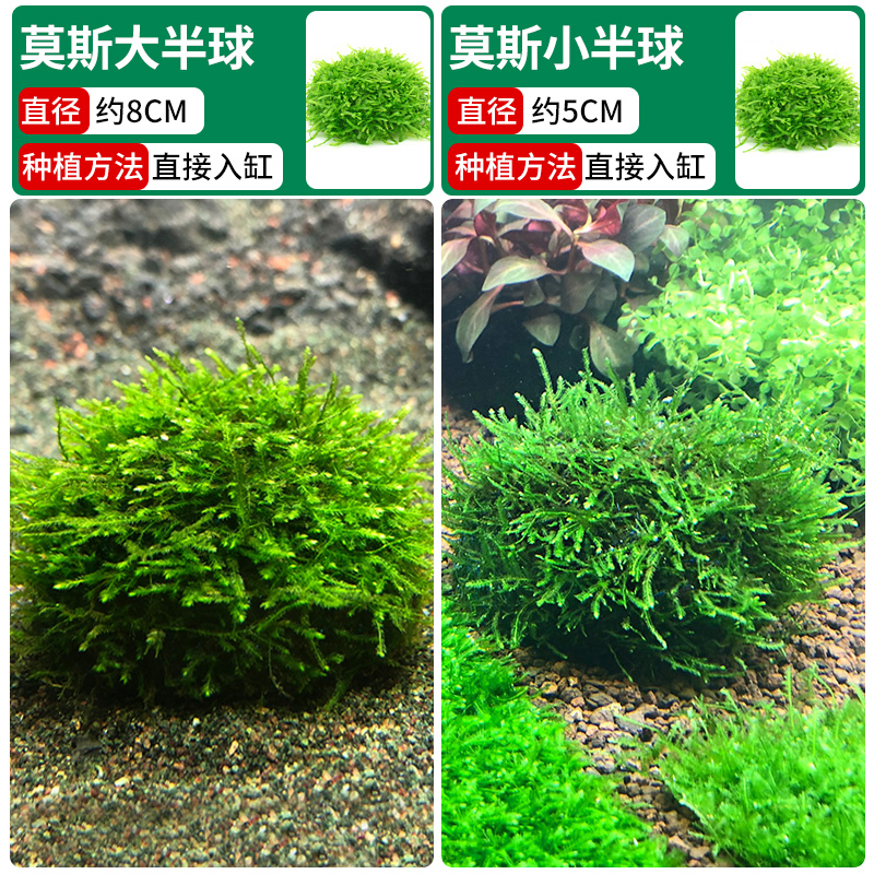 모스 대반구 + 모스 소반구 [클래식 조합❤훌륭한 가치]