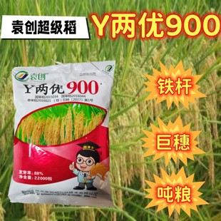 Y�Ƀ�900�s��ˮ���N�� �������|�߮a��������һ���е����ȷN��