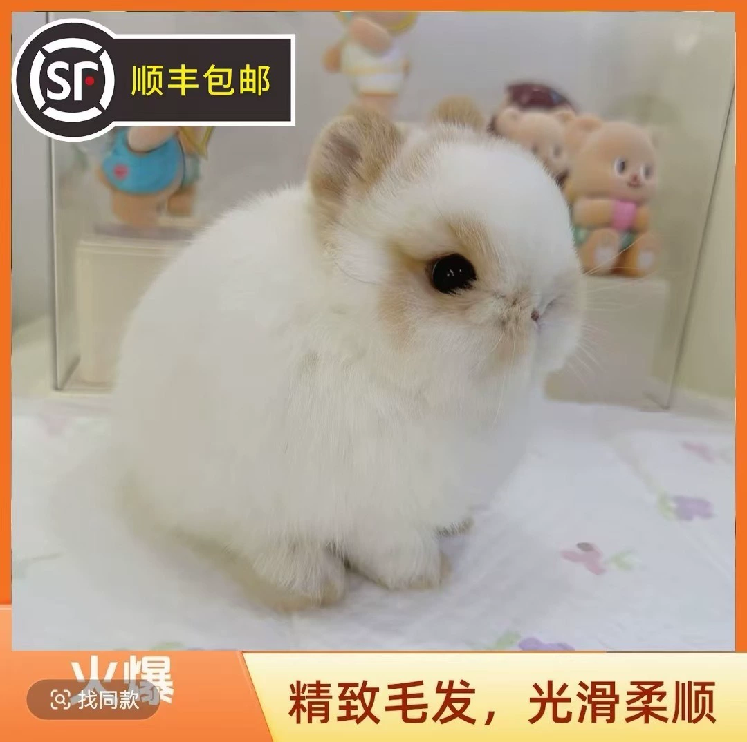 SF Express Live Animals Dwarf Rabbit Live Pet Retail Wholesale Pet Rabbit Lop Rabbit Dodge Rabbit Shipping