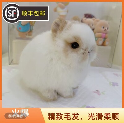 Shunfeng Express Живые животные Карликовый кролик Живой домашний питомец Розничная продажа Оптовая продажа Pet Rabbit Lop Rabbit Dodge Rabbit Доставка