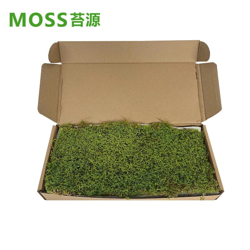 Musgo inmortal pelo blanco musgo gris grande planta verde pared flor seca Fondo pared planta pared musgo fuente