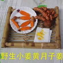 四川犍为新鲜姜黄 黄姜 咖喱姜 道地食药材 现挖鲜发 非生姜