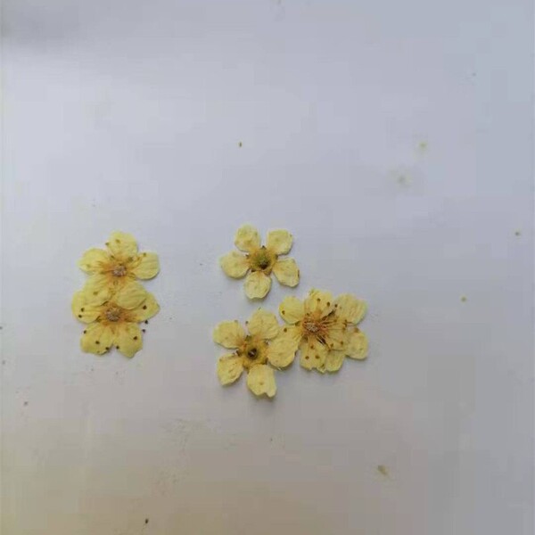 Tree Flower Five -Star Flower Milk Dried Flower DIY Face