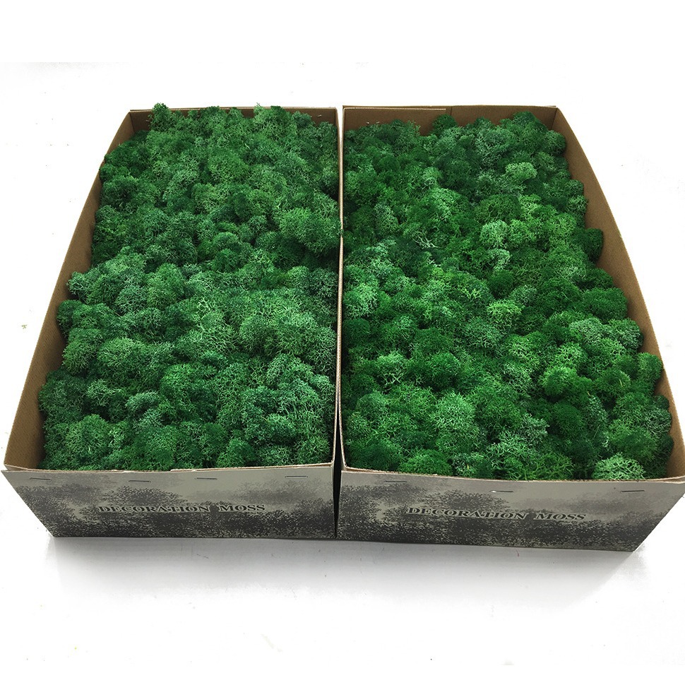 Yunnan fábrica de musgo flor eterna flor seca decoración del hogar gran cantidad Congyo