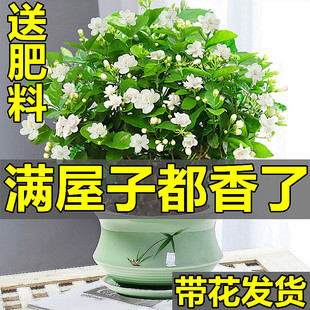 Jasmine Potted Plant with Buds, Indoor Flower Viewing Plant, Tiger Head Jasmine, Easy to Grow in All Seasons, Blooming and Green Plants