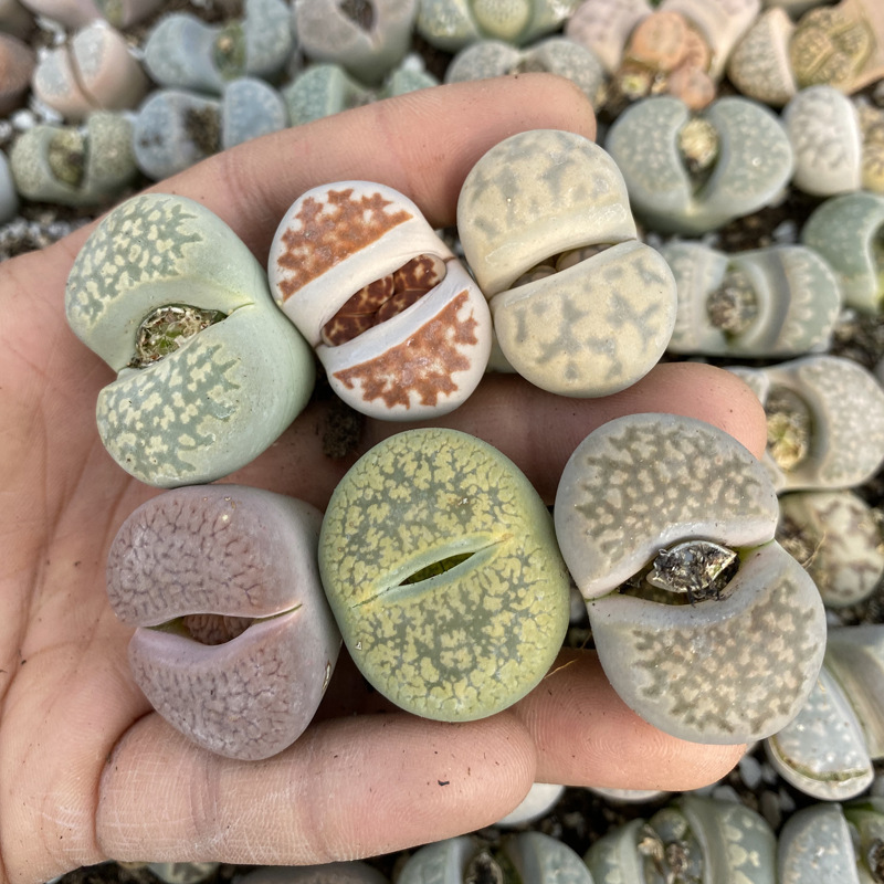 彩色生石花 (2).JPG