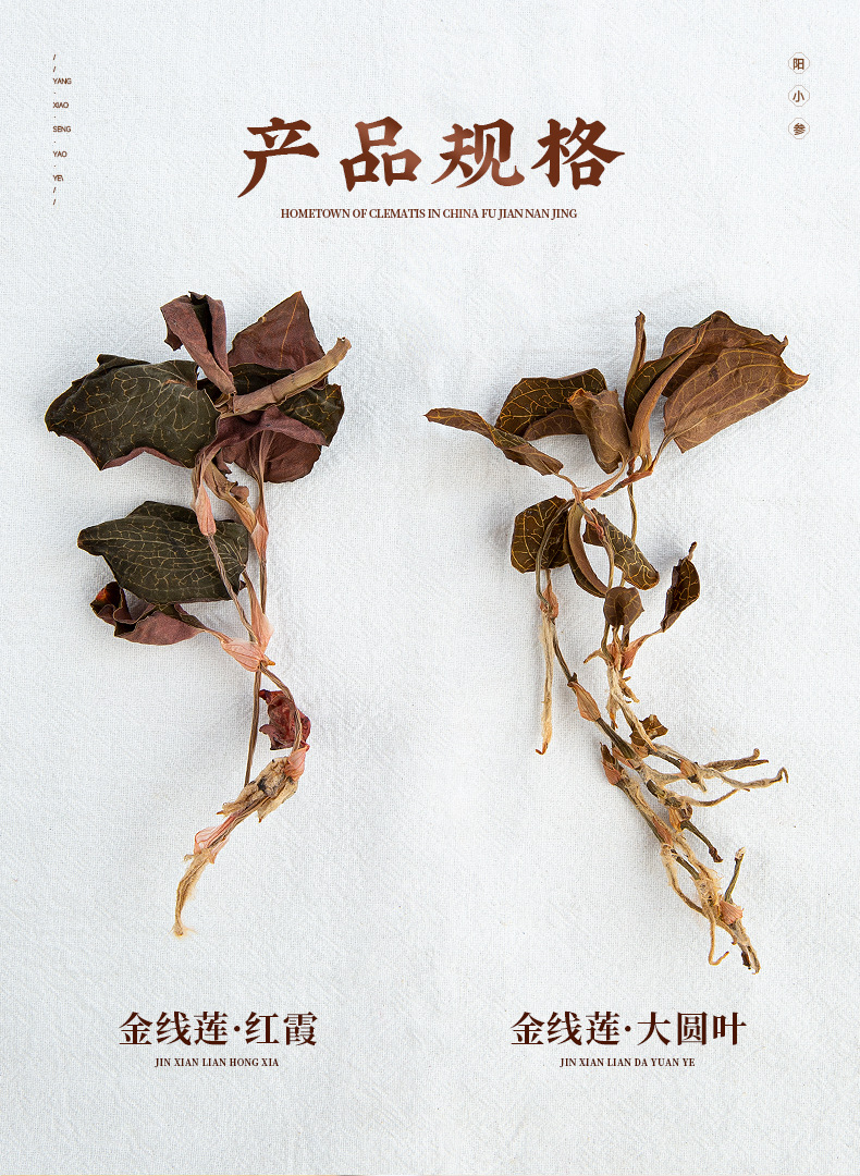 Dried Whole Jin Xian Lian Herb Fujian Origin 10g Jar for Cooking and Soup quality and texture
