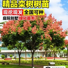 ������ͥԺ���̈@�־G���е����L����䳣�G�Sɽ����ľ�����~