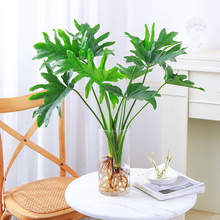 ˮ��ֲ�ﴺ���������G�q�҃���������Gֲ����G�}���B�k������