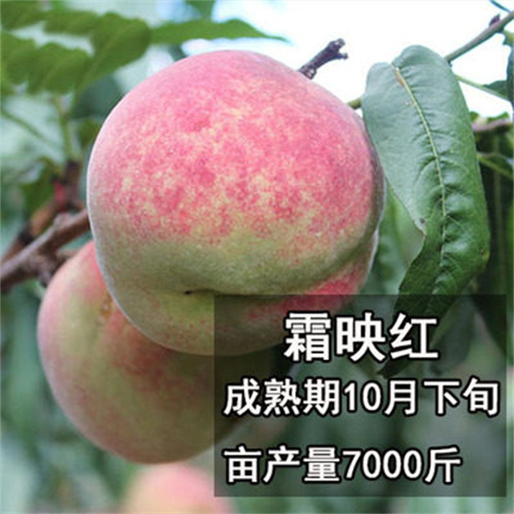 早熟映霜红桃新鲜水果桃子当季现摘甜桃黄肉蜜桃包邮黄桃一件代发