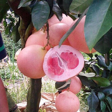 ���Ә������t��������Ƥ��������ϱ����Nֲ�Y���޽�ɳ���������