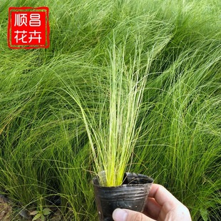 细茎针茅 景观园林植物生长快工程绿化基地批发 细茎针茅观赏苗-阿里巴巴
