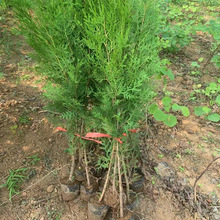 �Ȱؘ����Ȱؘ��ɰؘ���ͥԺ�G���Ȱ��~�ؘ�G����ľ�ļ�������