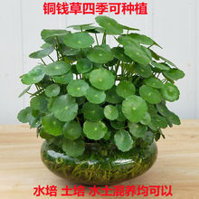 �~�X���҃����Ի��ܾGֲ�ײ��辰���X�ݾG�}���mˮ�B����ˮ��ֲ��