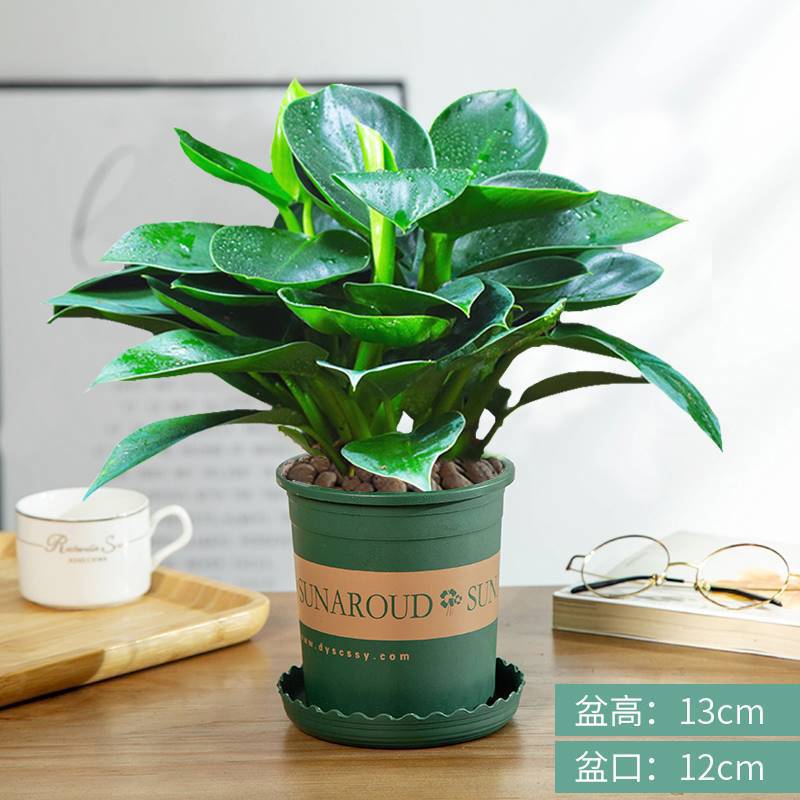 3개의 골든 다이아몬드 25-30cm 갤런 포트 + 영양 용액