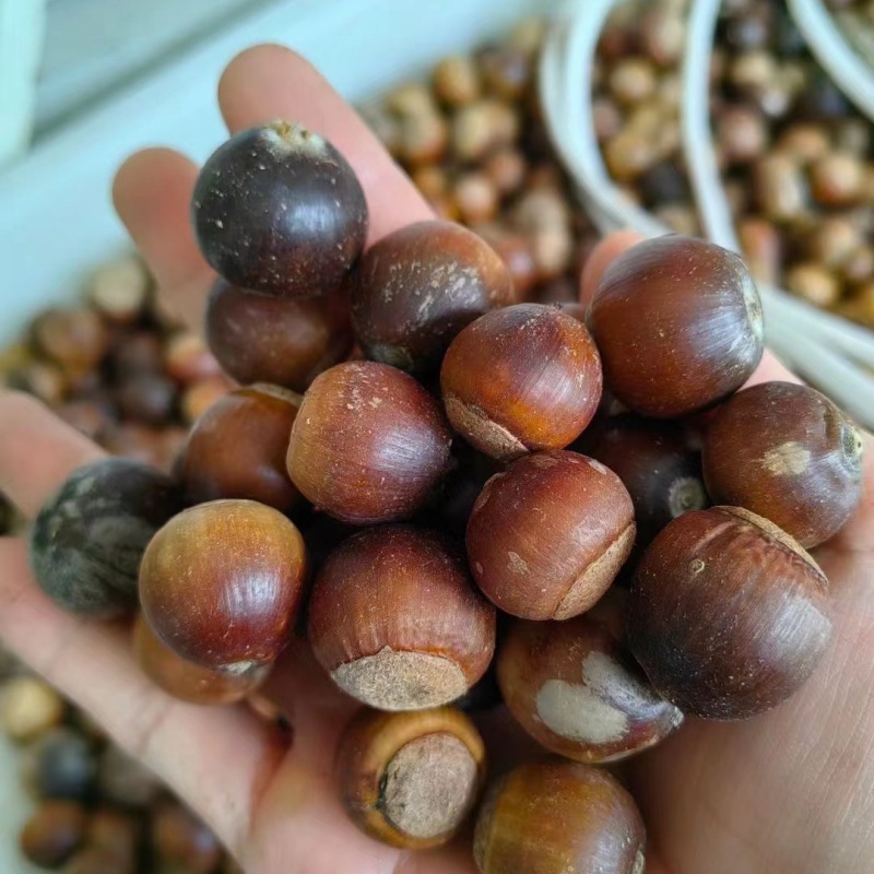 橡树种子 造林树籽 青岗栎种子
