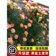 薔薇花苗藤本月季花樹大苗庭院爬藤植物陽台花卉爬牆玫瑰耐寒盆栽