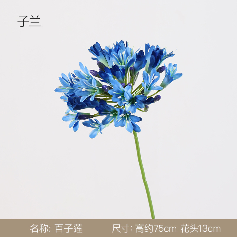 백자련 - 자란