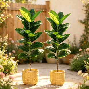 �羳����23Ŀ�Ž���122cm ���;Gֲ �͏d�k�����b� ����Gֲ�[��
