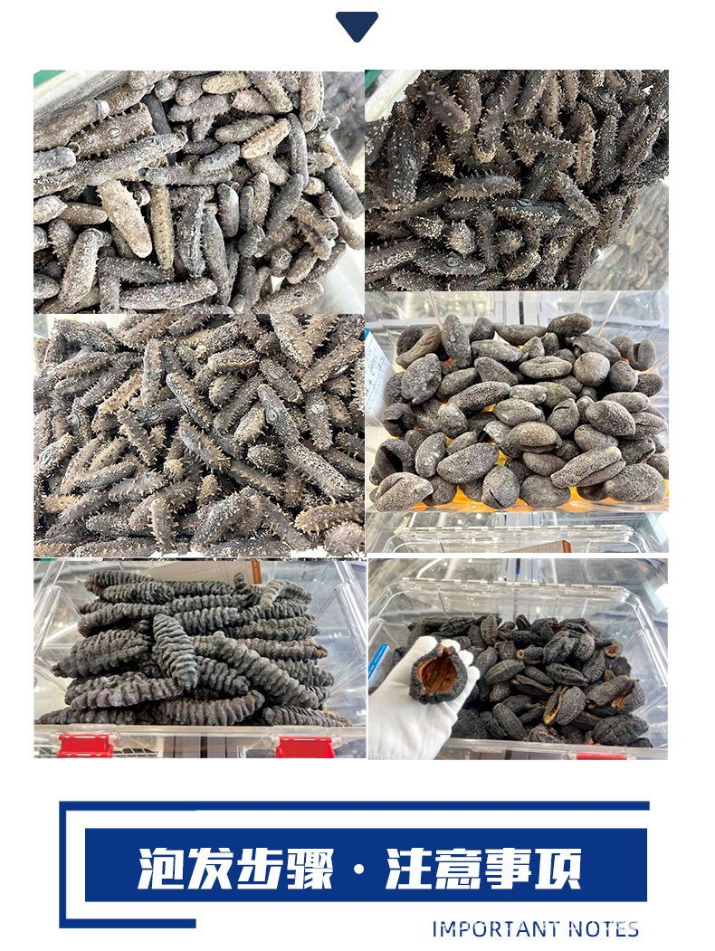 Dried Sea Cucumber Gift Box Lightly Dried A Grade 50g 8-9 Pieces in use