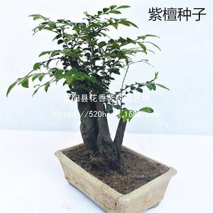 ӡ��С�~��̴�N�� ���~̴ ����ľ �S��ľ ̴���N�� ���Fľ����