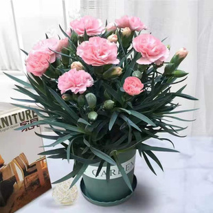 ����ܰ�������l؛�ļ��_���͏dͥԺ�^�p�͝��㻨���r�����Ժ��B��