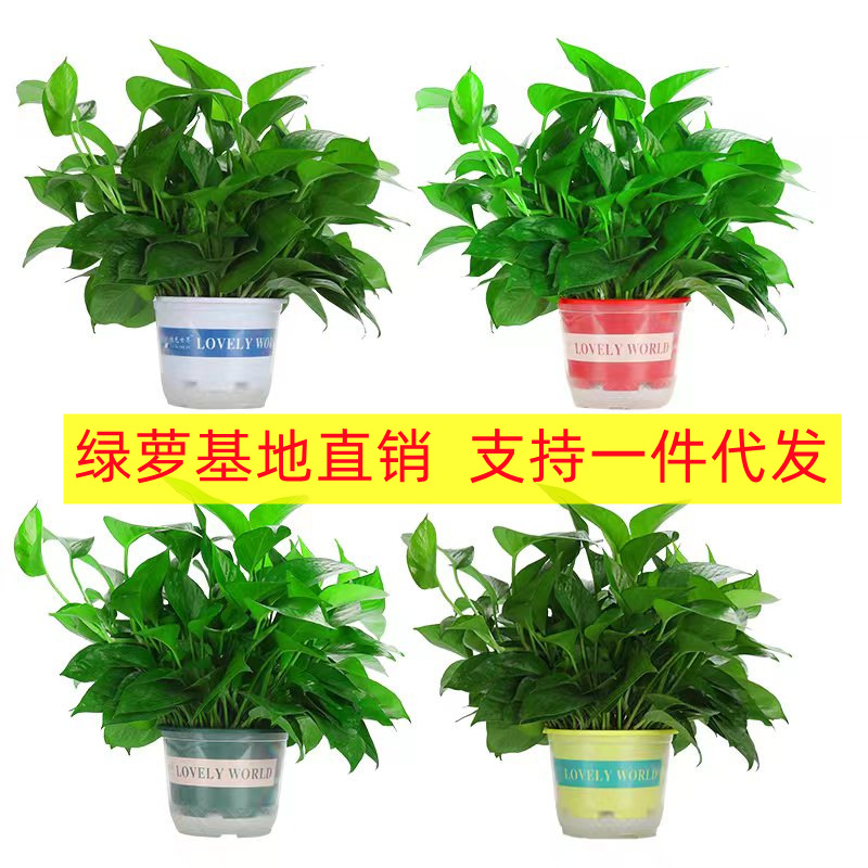 绿萝盆栽基地直发室内水培长藤大叶绿箩批发绿植家用新房除甲醛