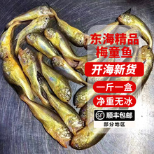 东海舟山新鲜冷冻细眼大头宝梅童鱼梅子鱼海鲜海鱼水产品批发包邮