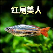 �tβ�����~�������T�Ꭷ�~�^�p�~���B�ͺ���ˮ�~�t�O�������~���w